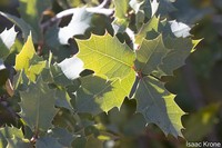 Ajo Mountain Scrub Oak