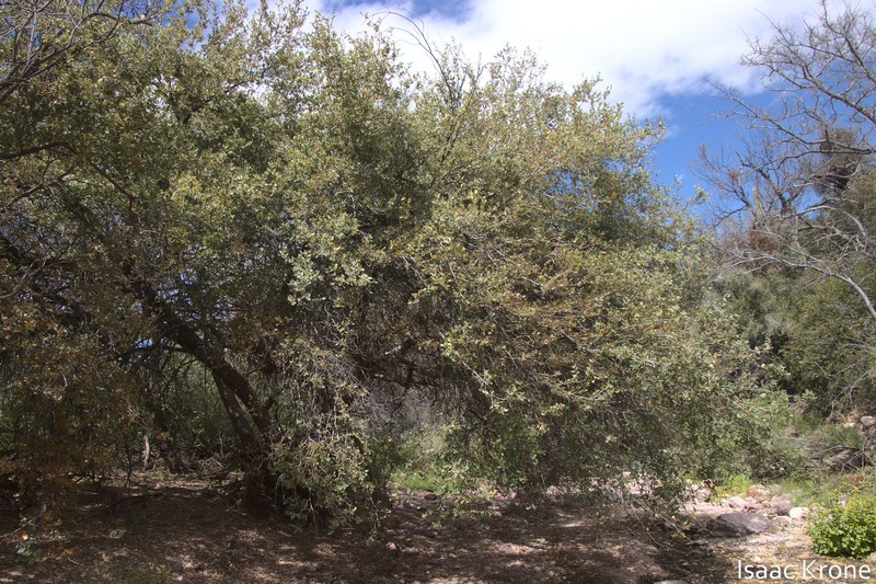Ajo Mountain Scrub Oak photo 2