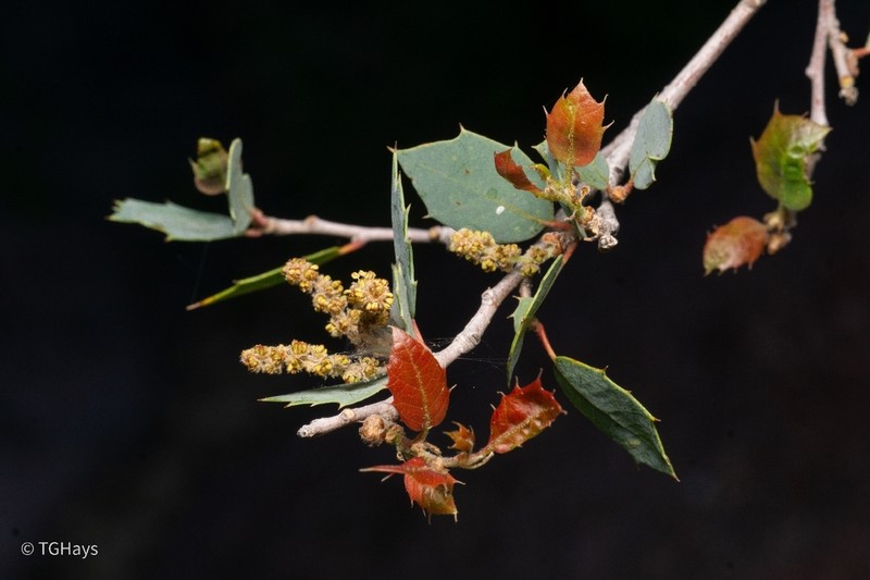 Ajo Mountain Scrub Oak photo 3