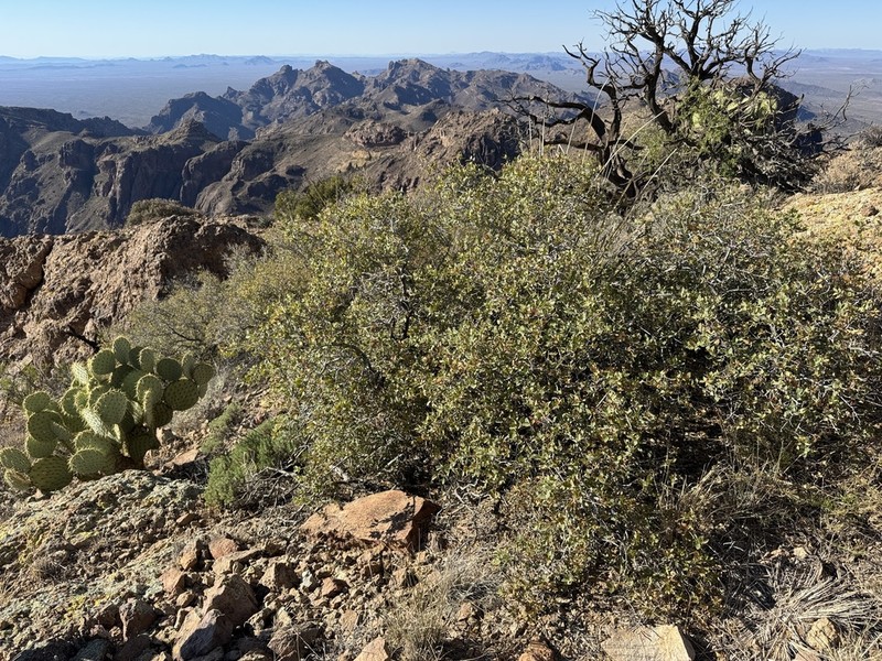 Ajo Mountain Scrub Oak photo 4