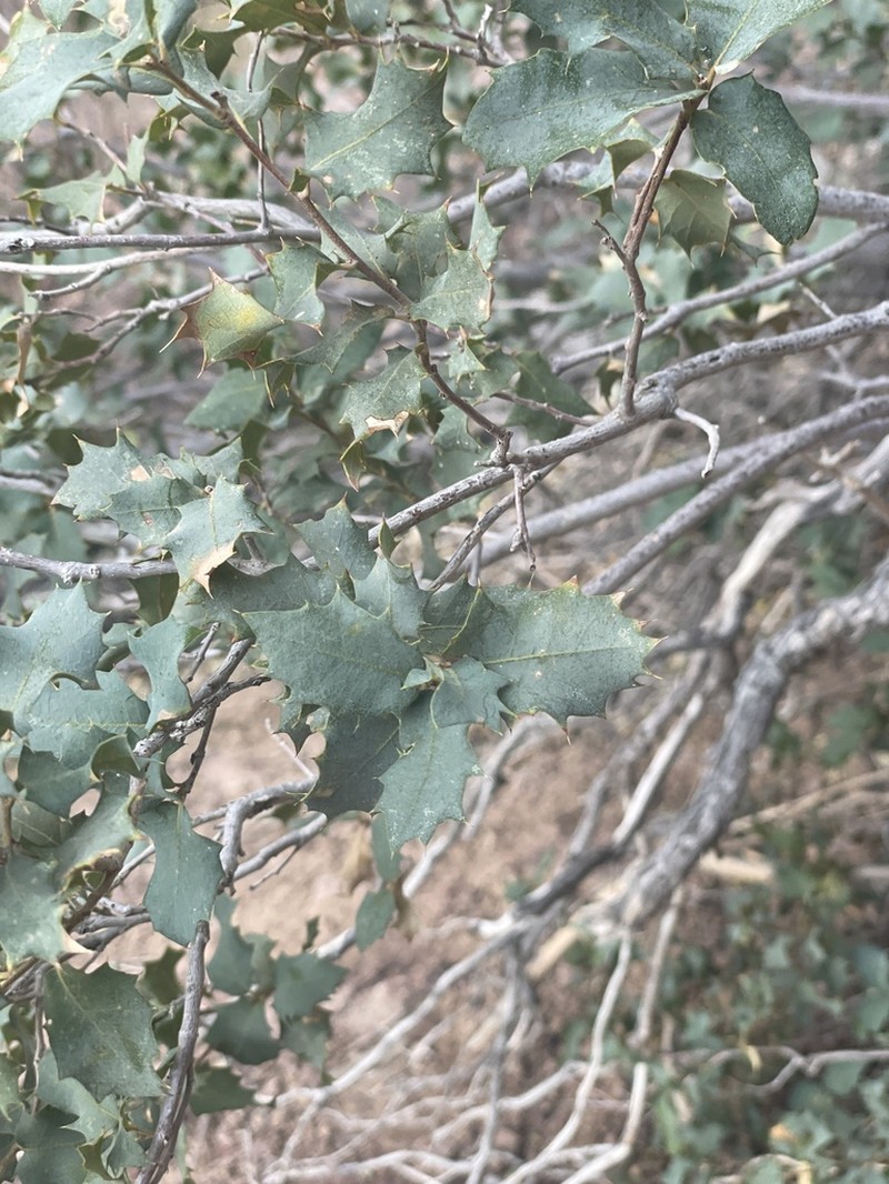 Ajo Mountain Scrub Oak photo 5