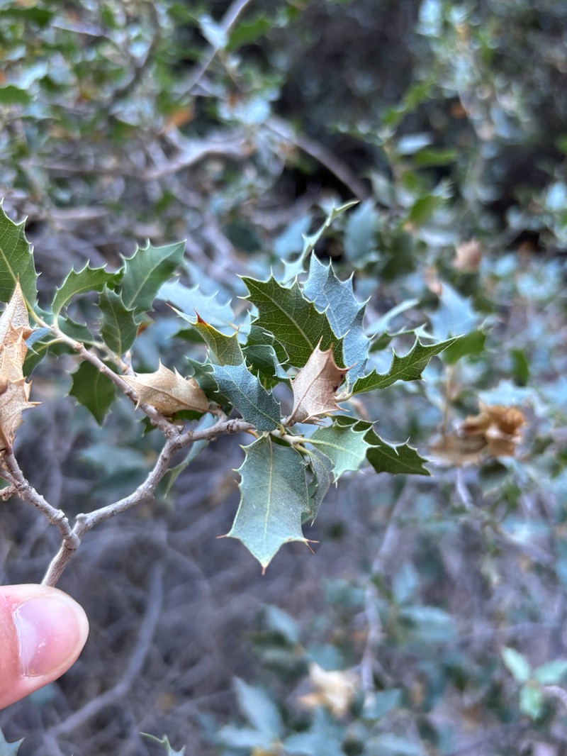 Ajo Mountain Scrub Oak photo 6