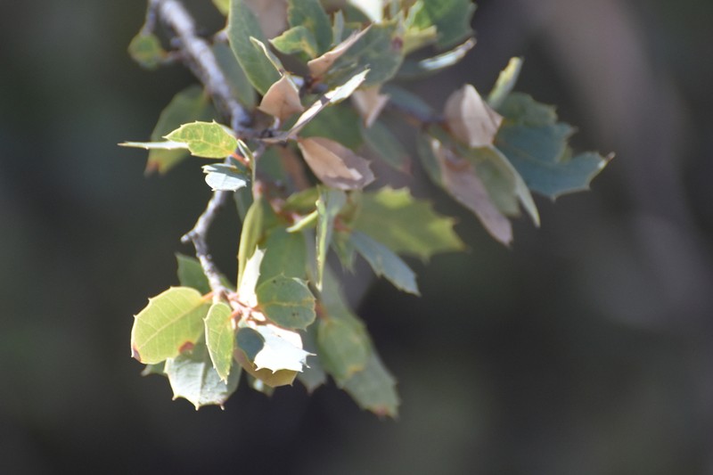 Ajo Mountain Scrub Oak photo 8