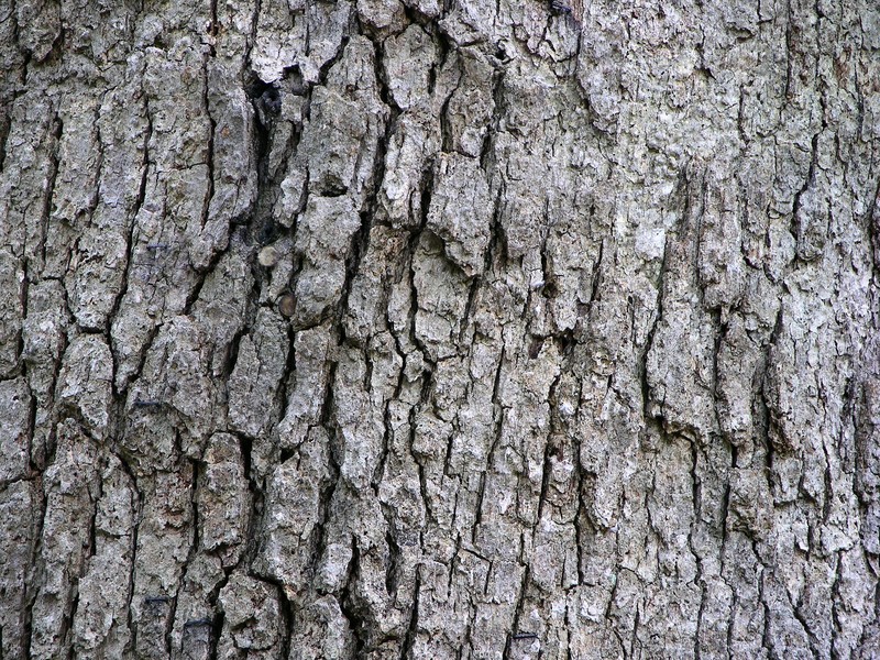 white oak photo 4