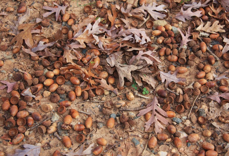 white oak photo 7