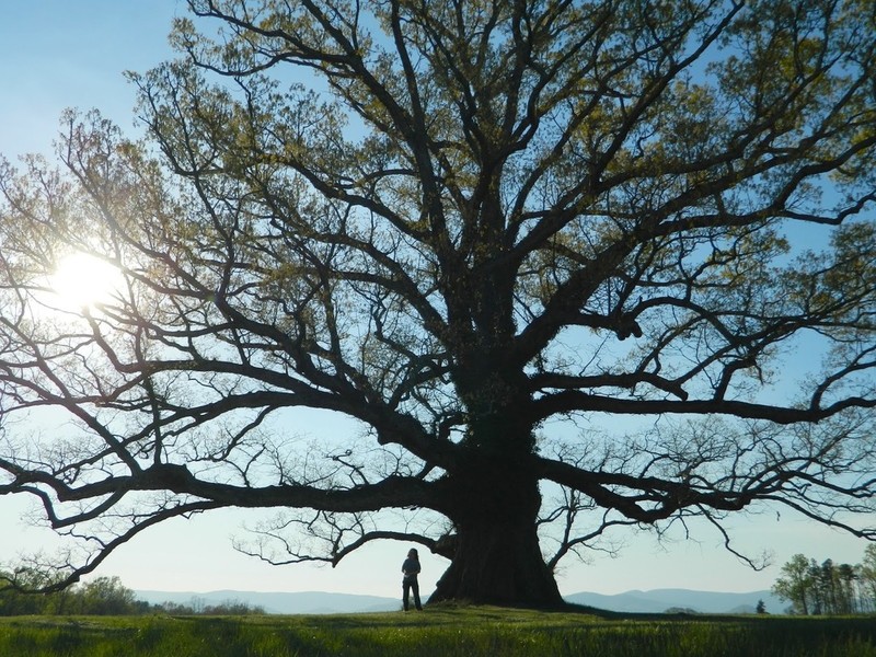 white oak photo 3