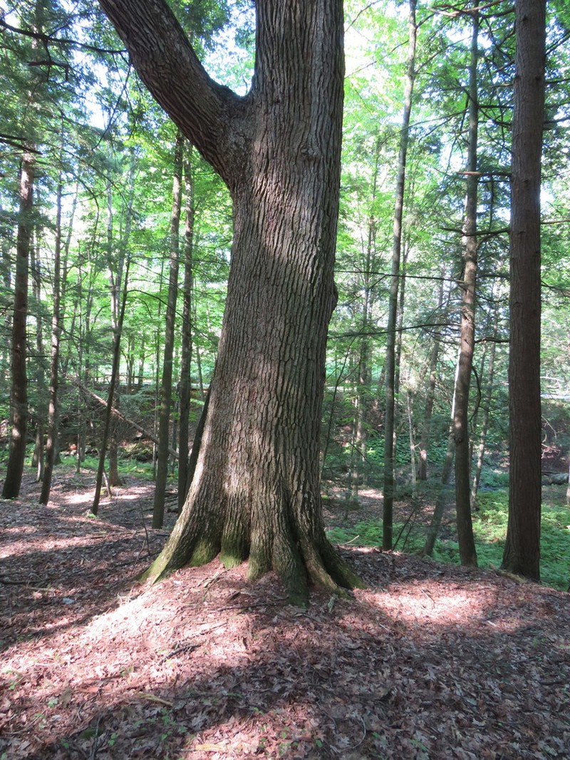 white oak photo 5
