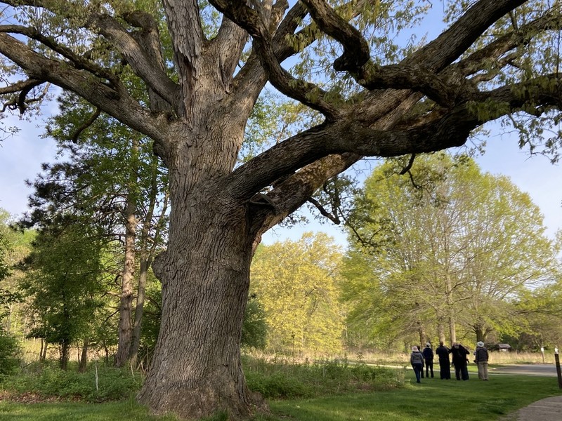 white oak photo 6