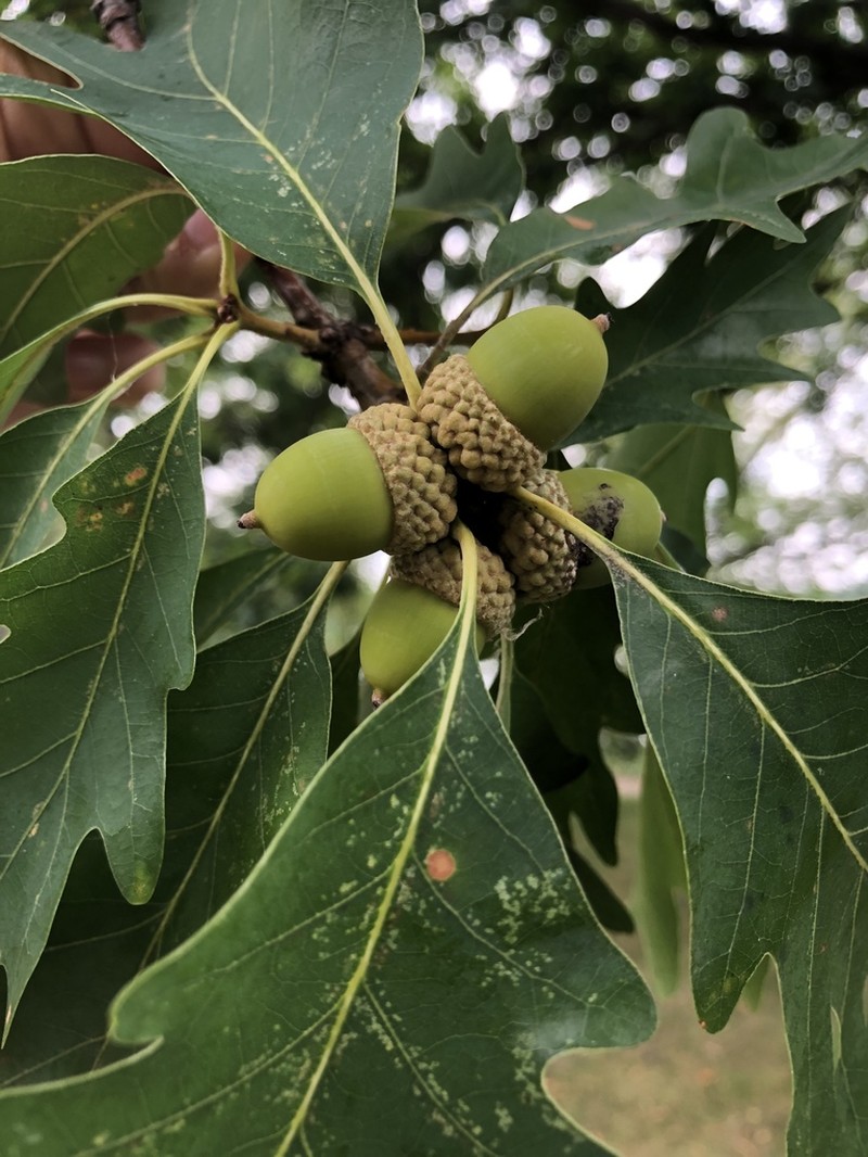 white oak photo 7