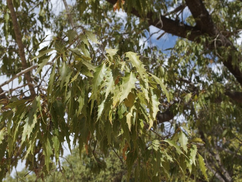 Quercus albocincta photo 2