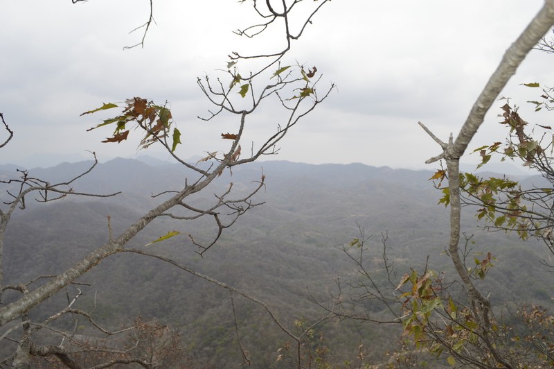 Quercus albocincta photo 3