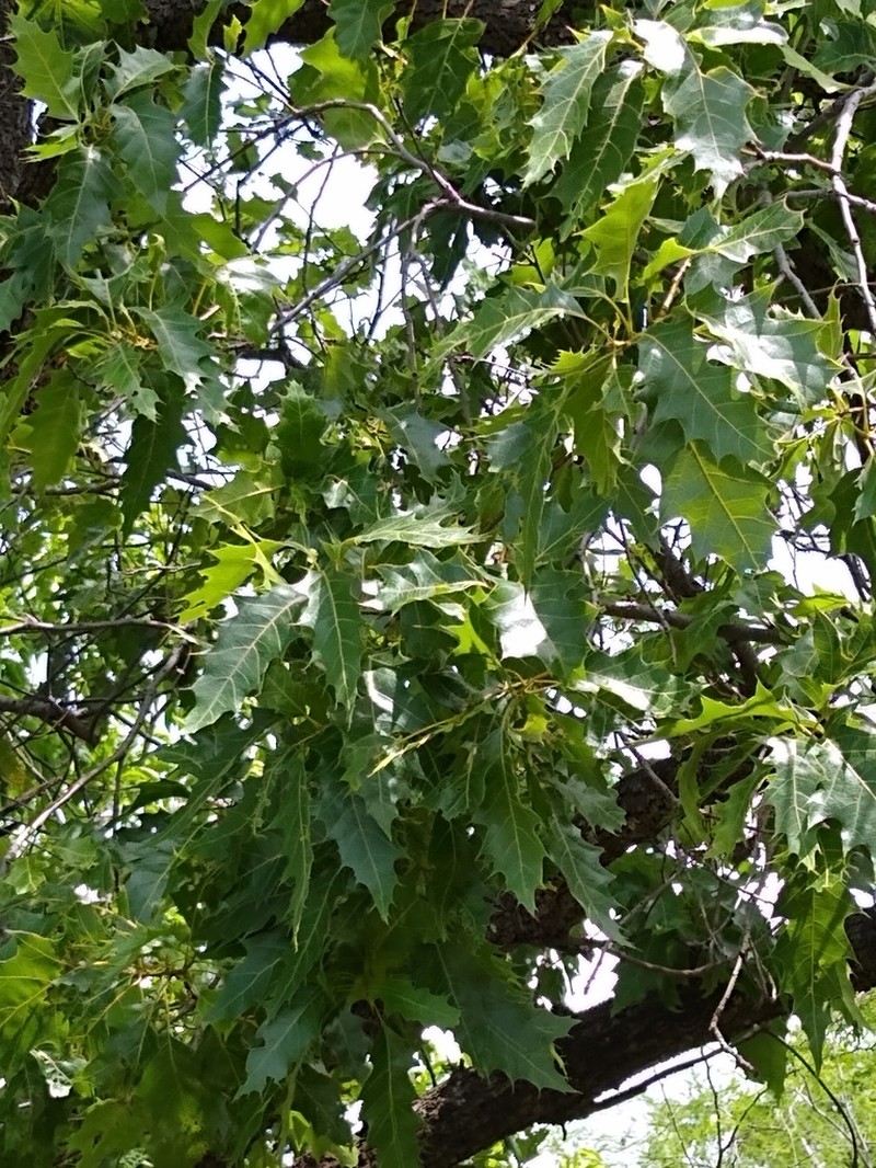 Quercus albocincta photo 4