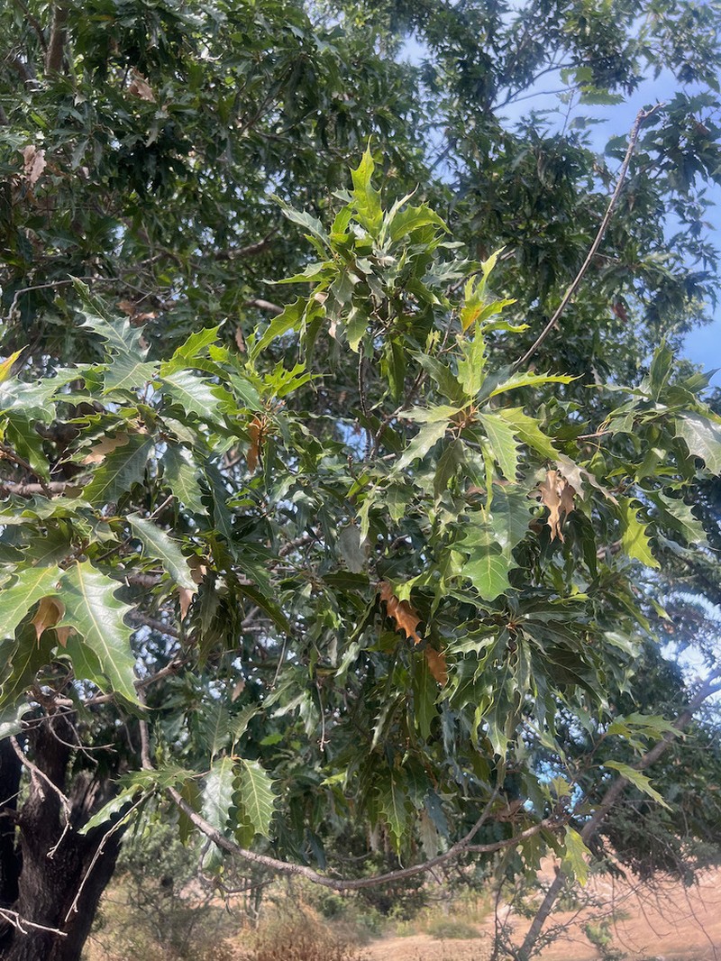 Quercus albocincta photo 5