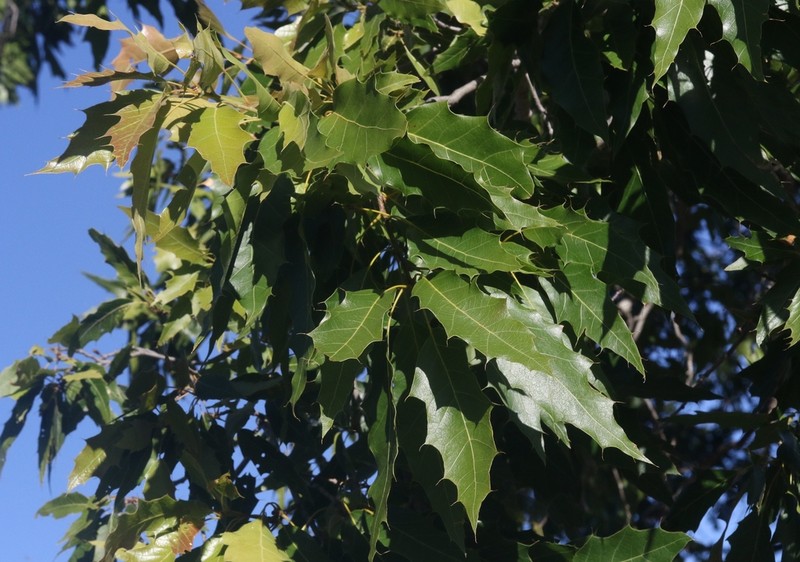 Quercus albocincta photo 6