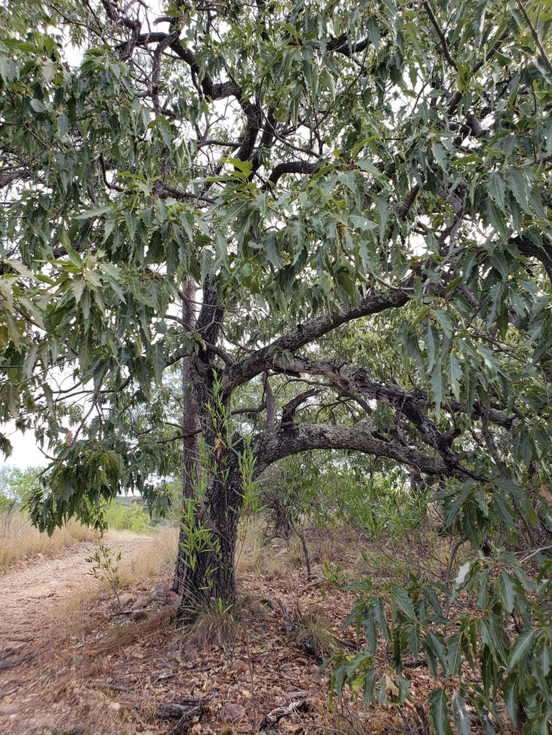 Quercus albocincta photo 7