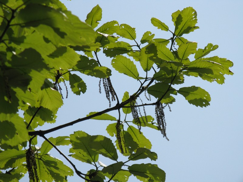 Quercus aliena