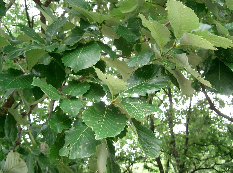 Quercus aliena photo 2