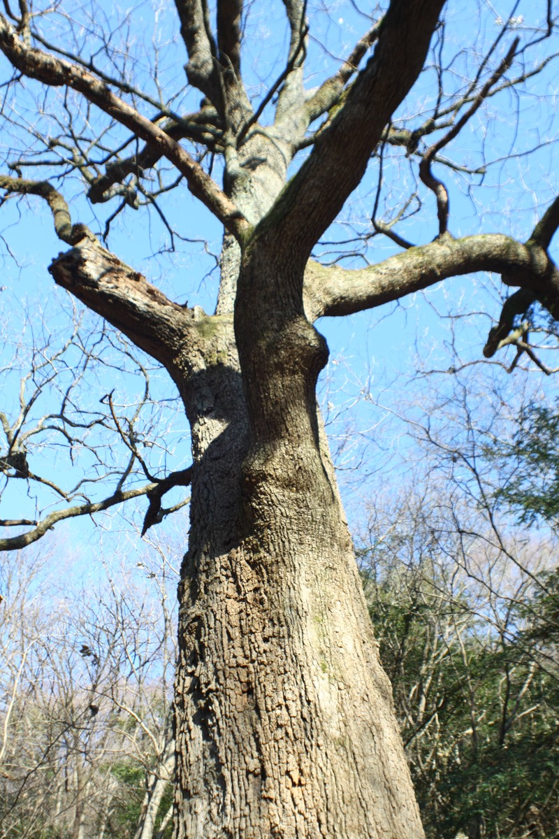 Quercus aliena photo 3
