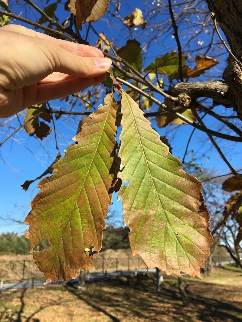 Quercus aliena photo 4
