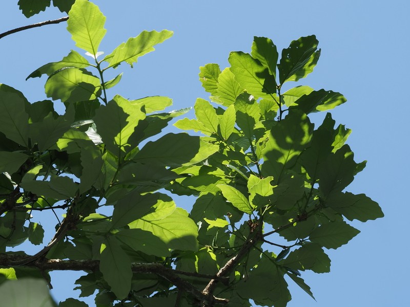 Quercus aliena photo 5
