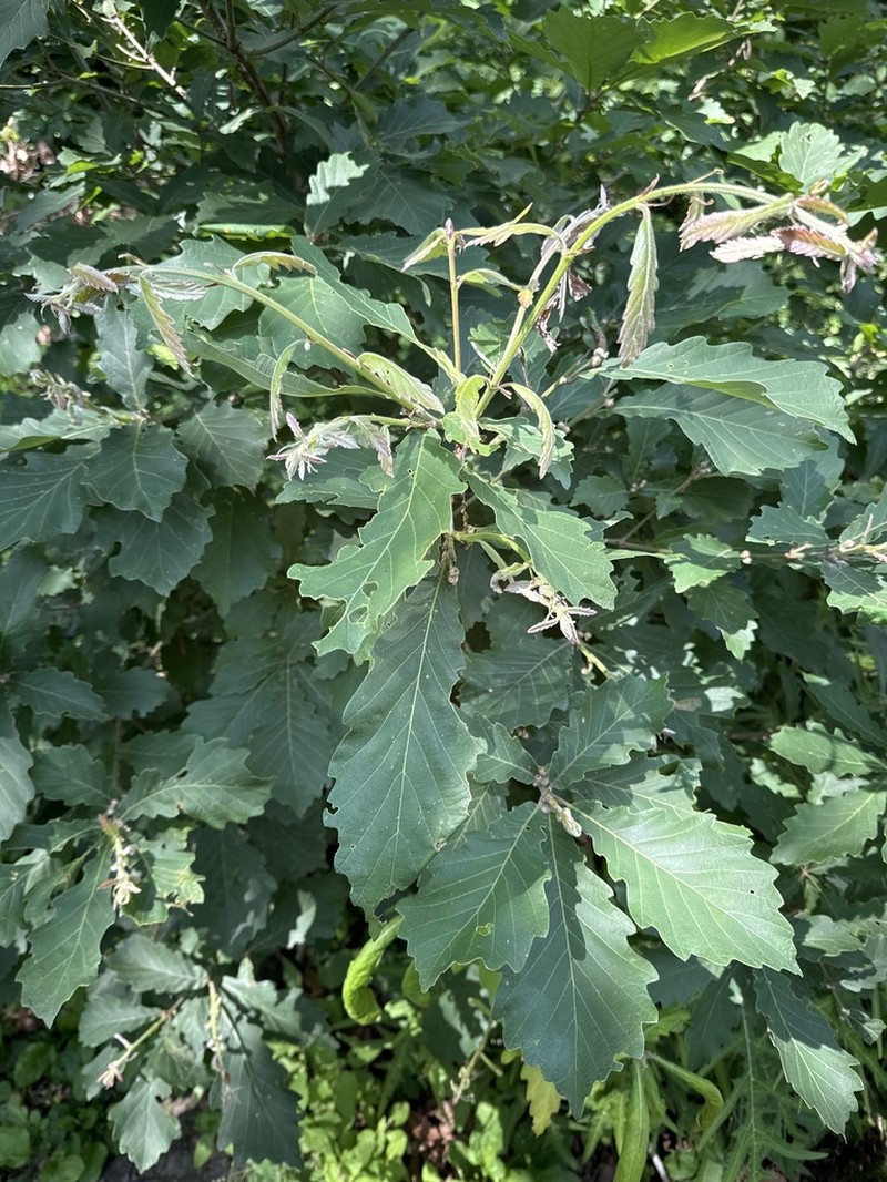 Quercus aliena photo 6