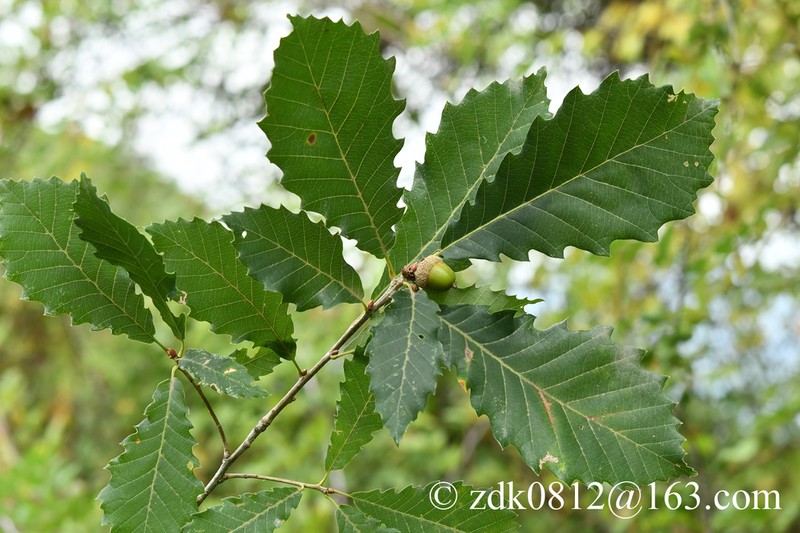 Quercus aliena photo 7