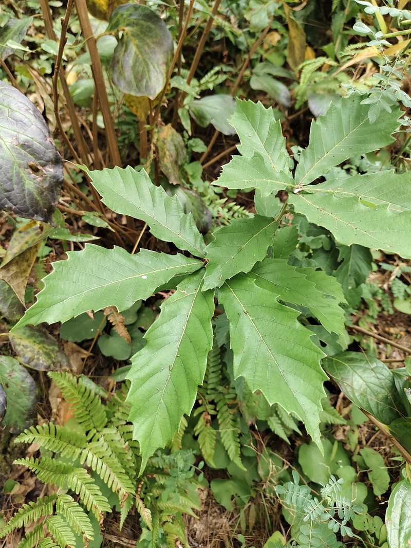 Quercus aliena var. acuteserrata