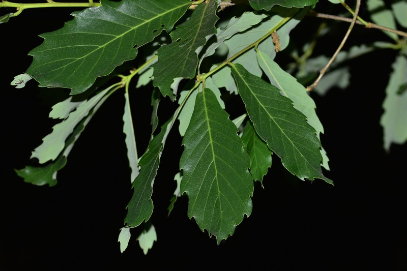 Quercus aliena var. acuteserrata photo 2