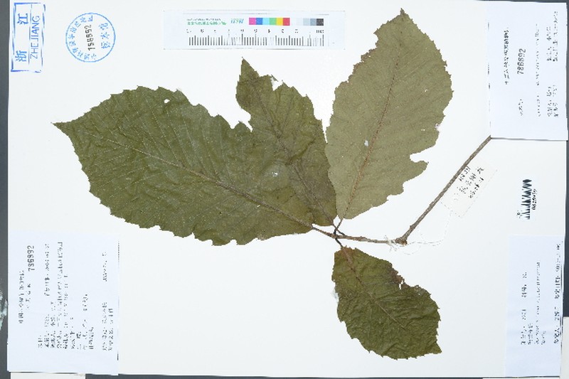 Quercus aliena var. acuteserrata photo 4