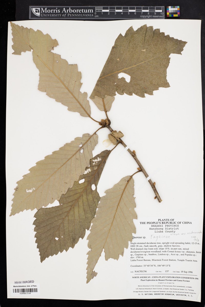 Quercus aliena var. acuteserrata photo 5