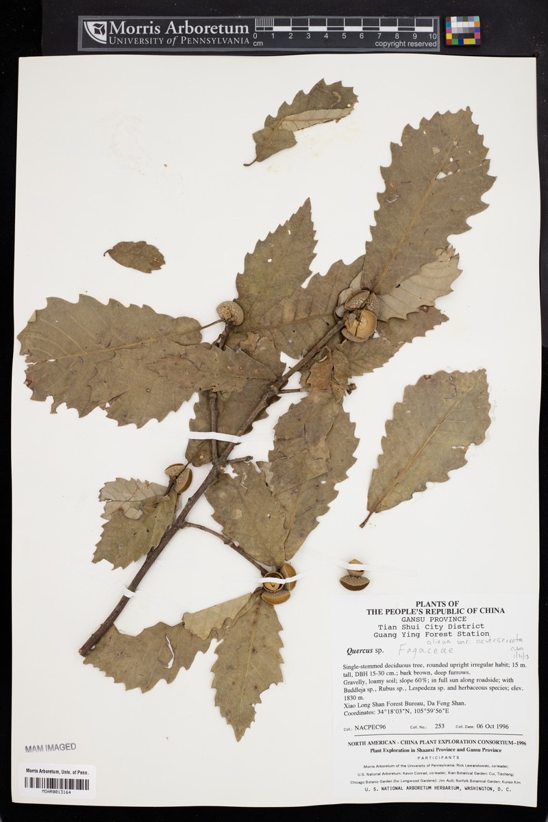 Quercus aliena var. acuteserrata photo 6