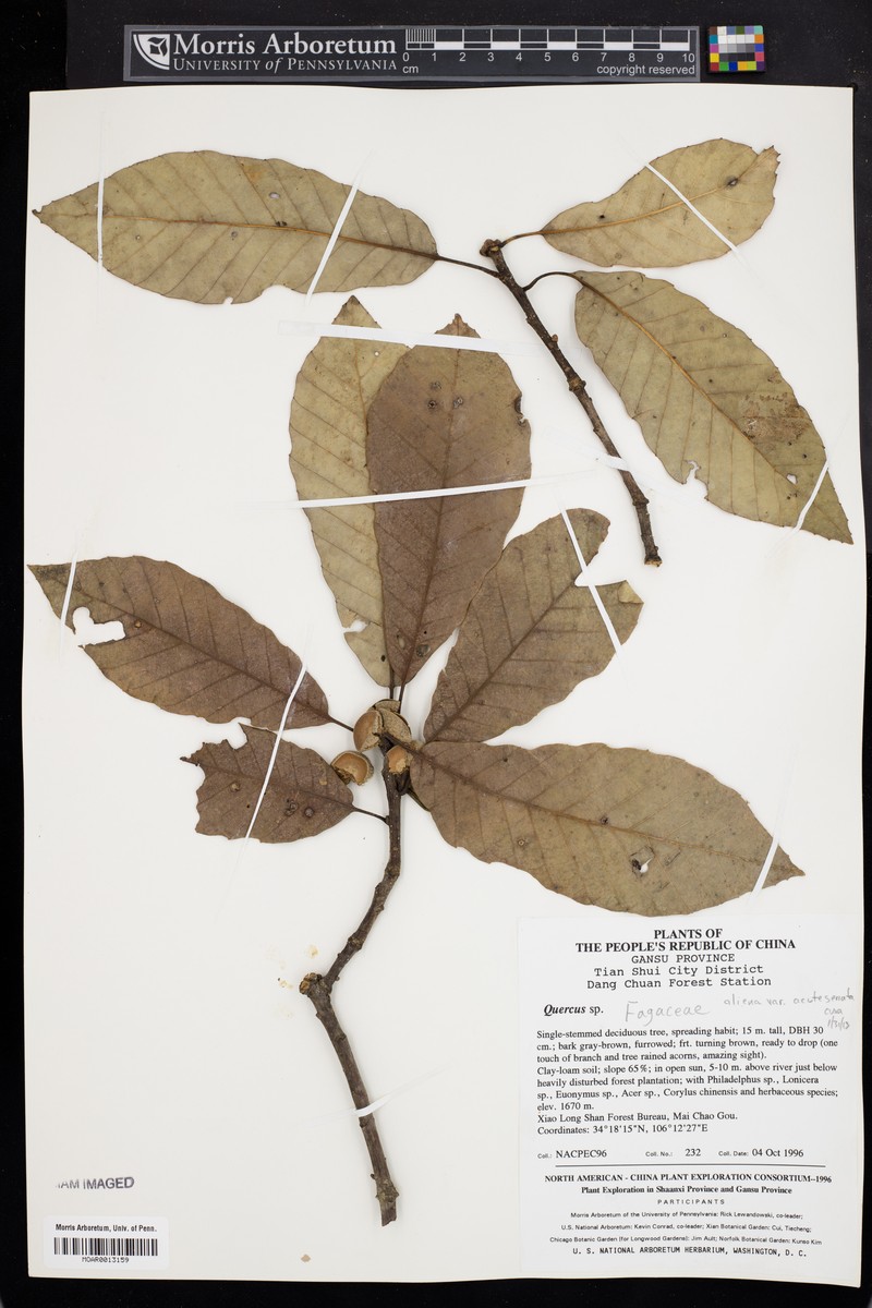 Quercus aliena var. acuteserrata photo 7