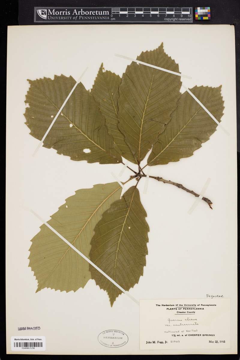 Quercus aliena var. acuteserrata photo 8
