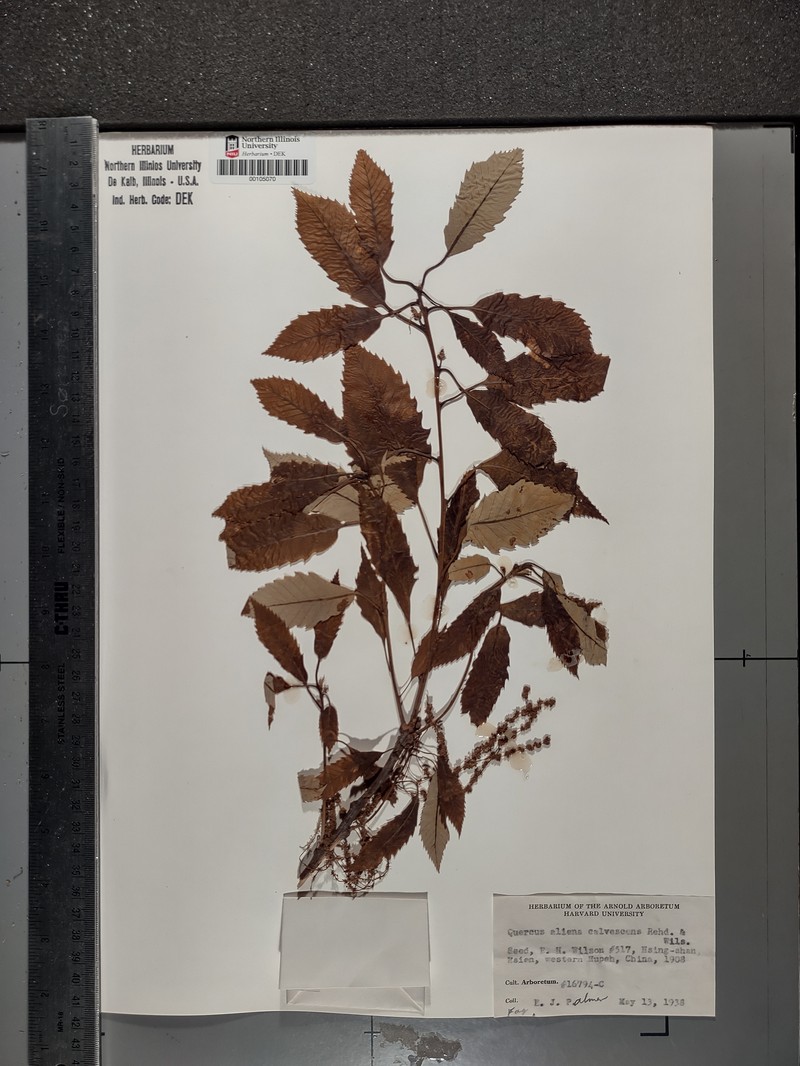 Quercus aliena var. aliena