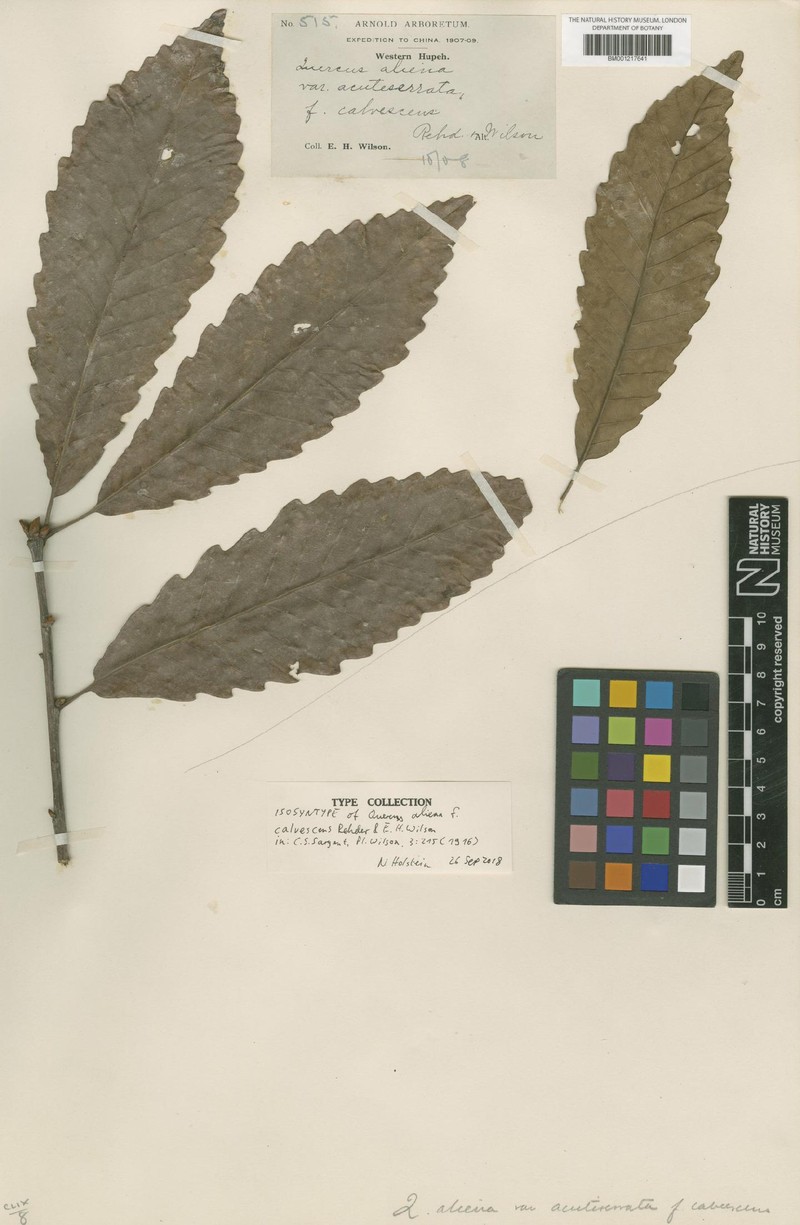 Quercus aliena var. aliena photo 2
