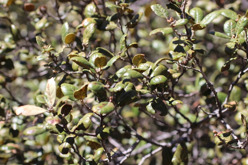 Quercus alnifolia