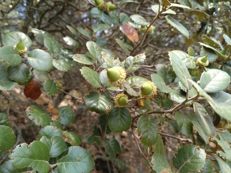 Quercus alnifolia photo 2