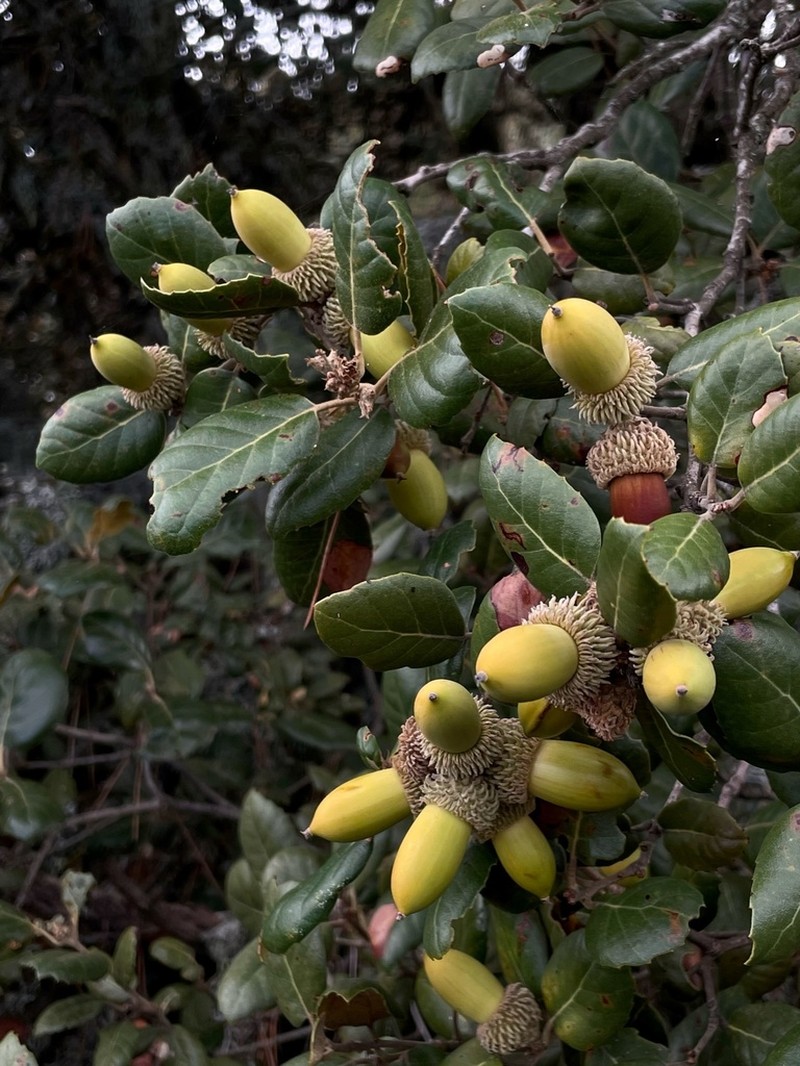 Quercus alnifolia photo 3