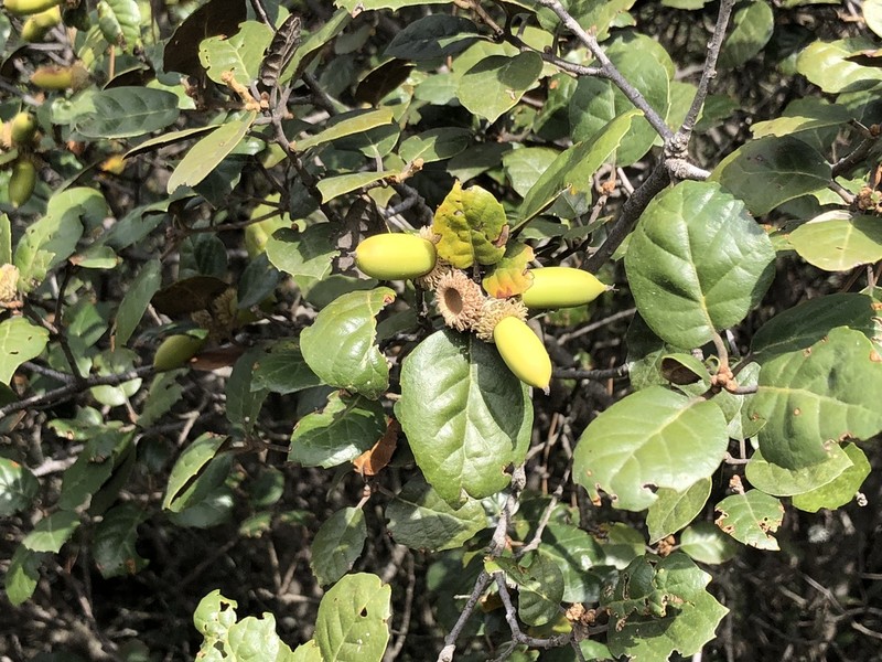 Quercus alnifolia photo 4