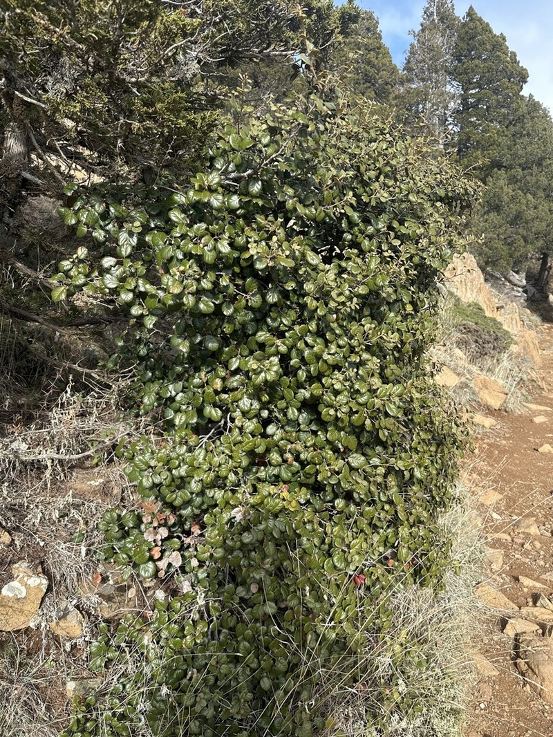 Quercus alnifolia photo 5