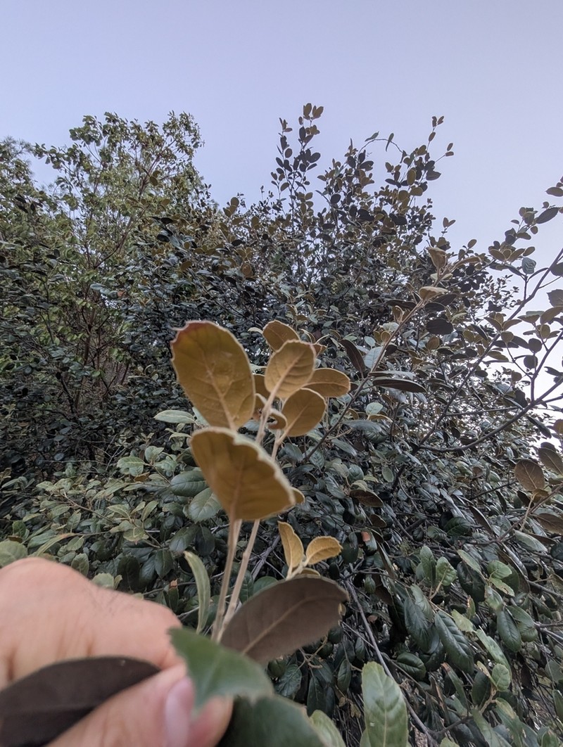 Quercus alnifolia photo 6