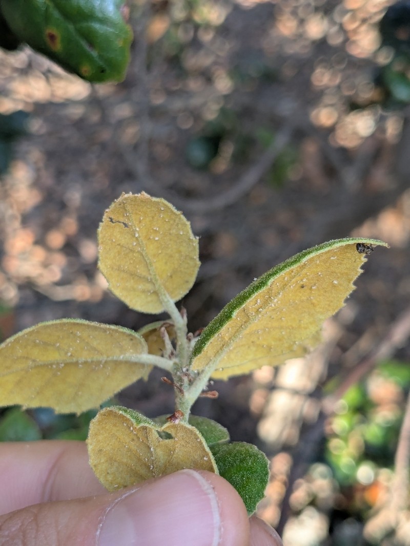 Quercus alnifolia photo 7