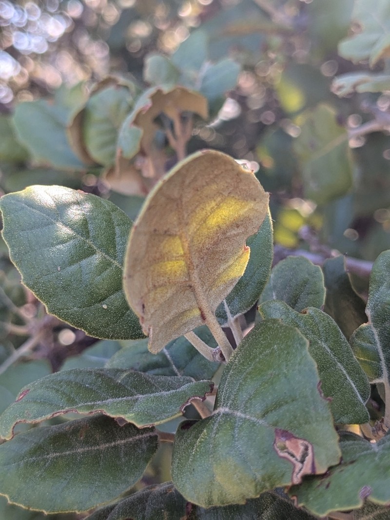 Quercus alnifolia photo 8