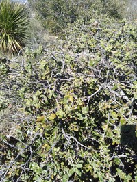 Quercus alpescens