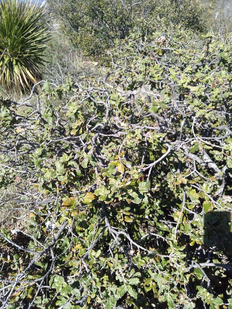 Quercus alpescens