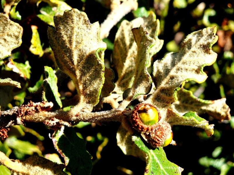 Quercus alpescens photo 2