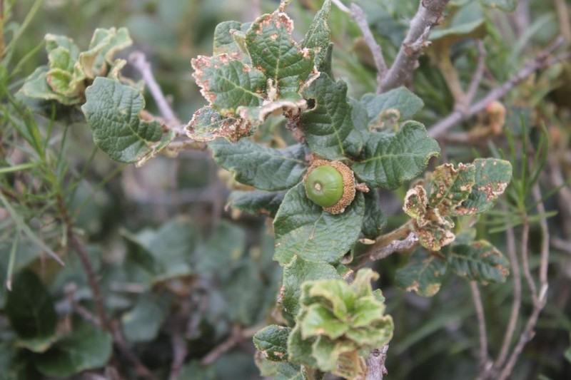 Quercus alpescens photo 3