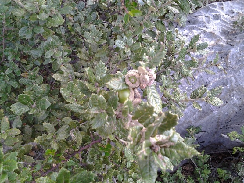 Quercus alpescens photo 4