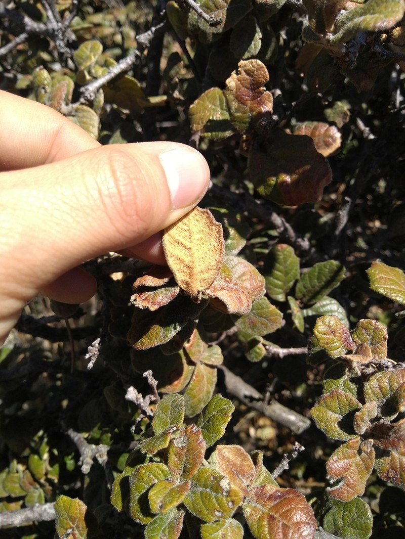 Quercus alpescens photo 5