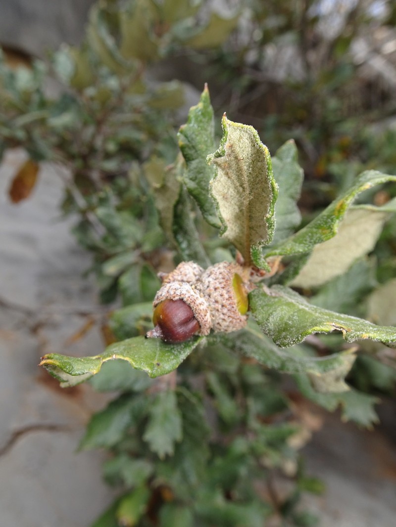 Quercus alpescens photo 6